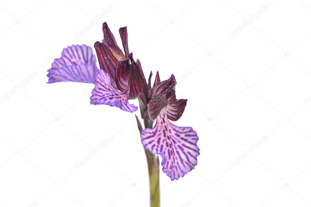 Butterfly orchid (Orchis papilionacea), Greece 