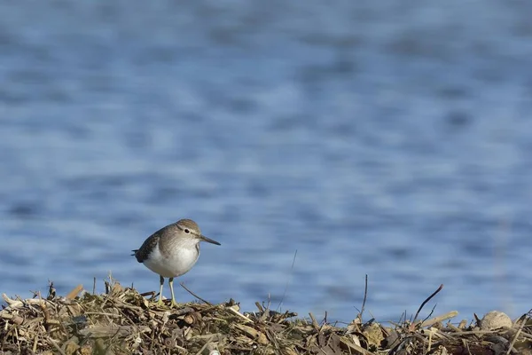 Common Sandpiper Abthtis Hypoleucos Crete Greece — стоковое фото