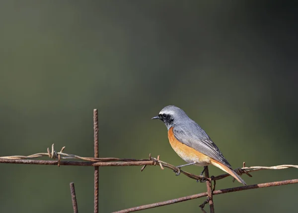 Frequentes Redstart Phoenicurus Phoenicurus Grécia — Fotografia de Stock