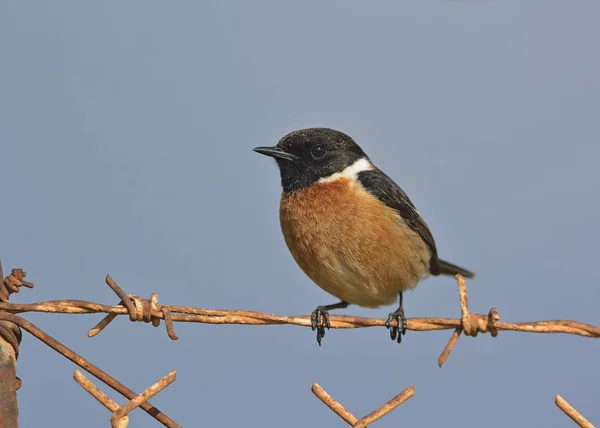 Bir erkek ortak Stonechat (Saxicola rubicola), Crete 