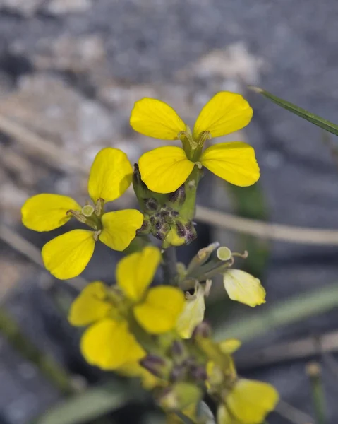 Možná Erysimum SSP. třeba E. raulini — Stock fotografie