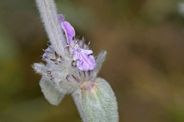 Stachys girit