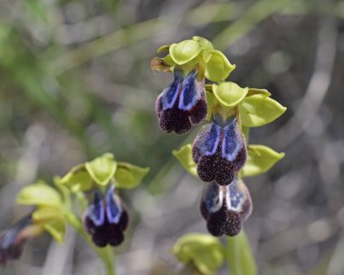 Ophrys iricolor Çiçeği, Girit, Yunanistan