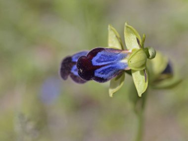 Ophrys iricolor Çiçeği, Girit, Yunanistan