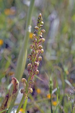 Orchis anthropophora, Man Orkide eski Aceras anthrophophorum, Girit 