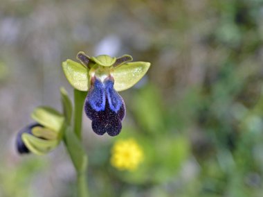 Ophrys iricolor Çiçeği, Girit, Yunanistan