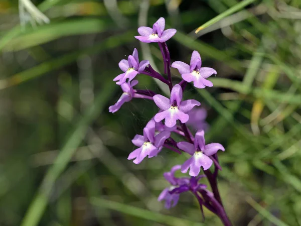 Fyruddiga Orkidéer Anacamptis Quandripunctata Kreta — Stockfoto