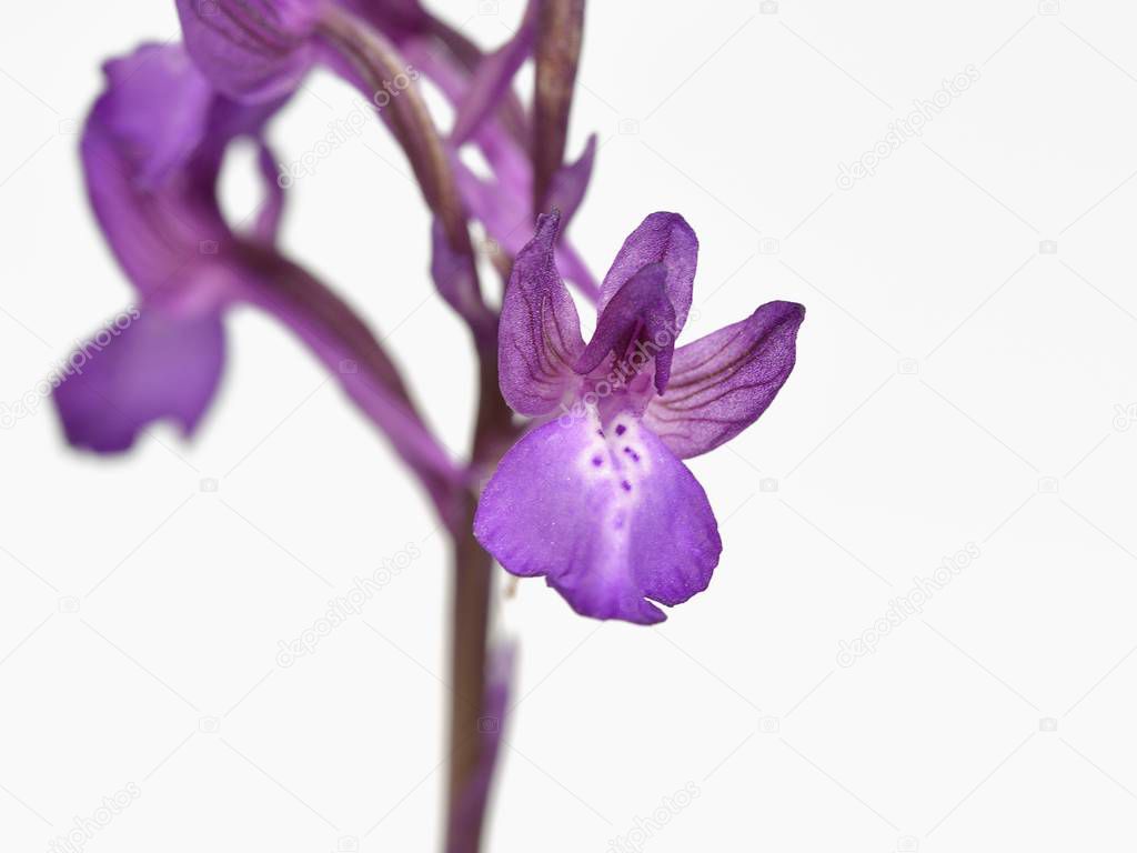 Borys orchid - Orchis boryi, Crete