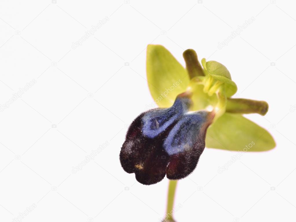 Flower of Ophrys iricolor, Crete, Greece