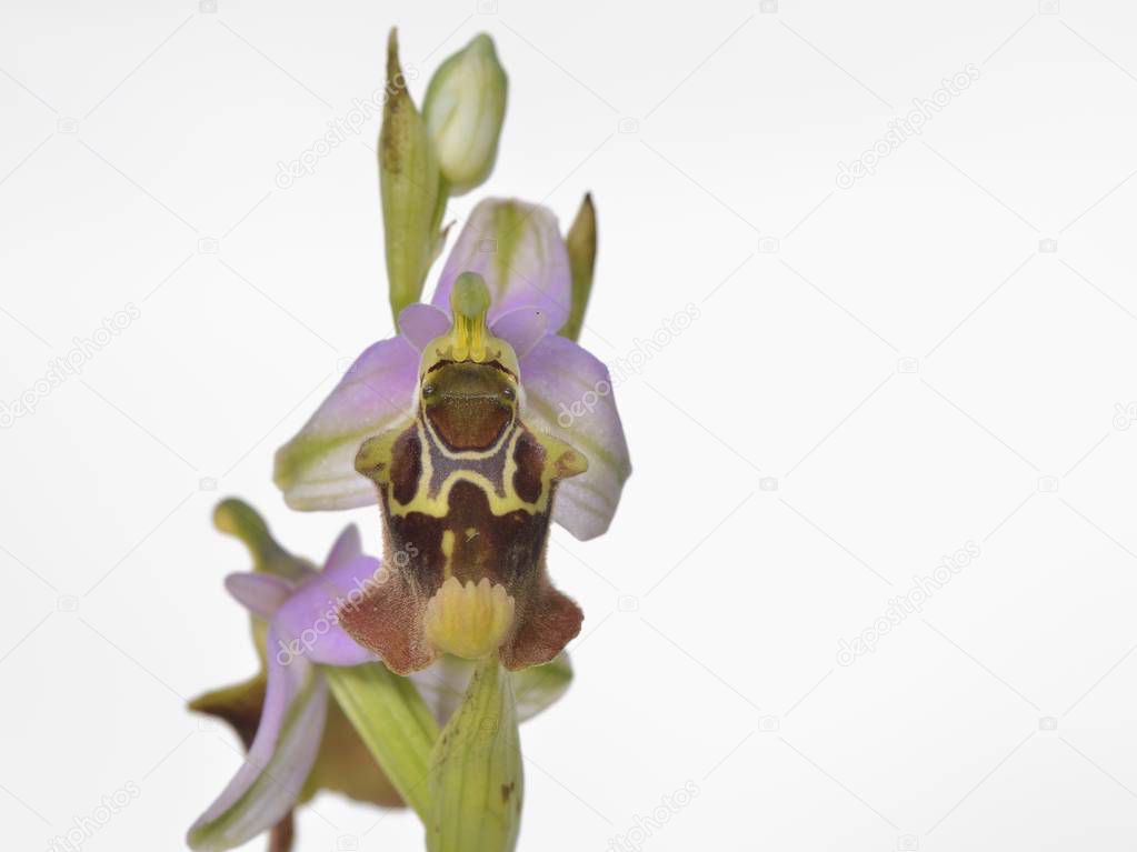 Flower of Ophrys episcopalis, Crete