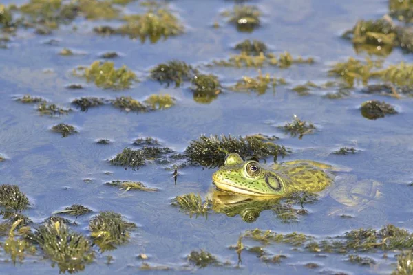 Bullfrog Americano Rana Catesbeiana Uma Espécie Invasora Creta — Fotografia de Stock