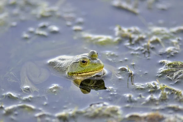 Bullfrog Americano Rana Catesbeiana Uma Espécie Invasora Creta — Fotografia de Stock