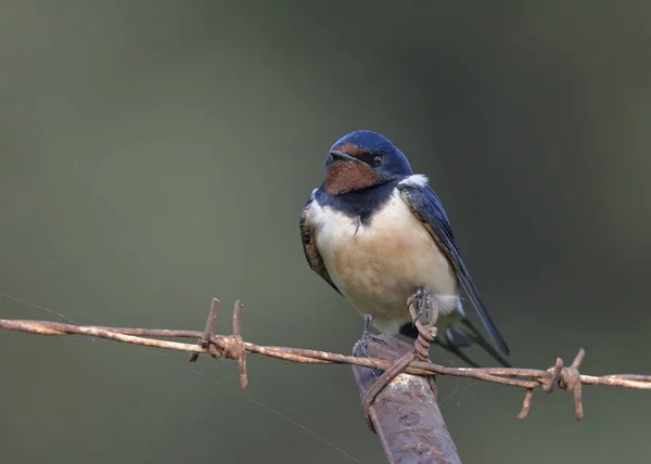 Hirondelle Rustique Hirundo Rustica Crète — Photo