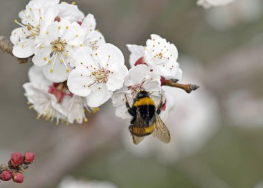 Bombus terrestris, buff kuyruklu bumblebee veya büyük toprak bumblebee, Girit