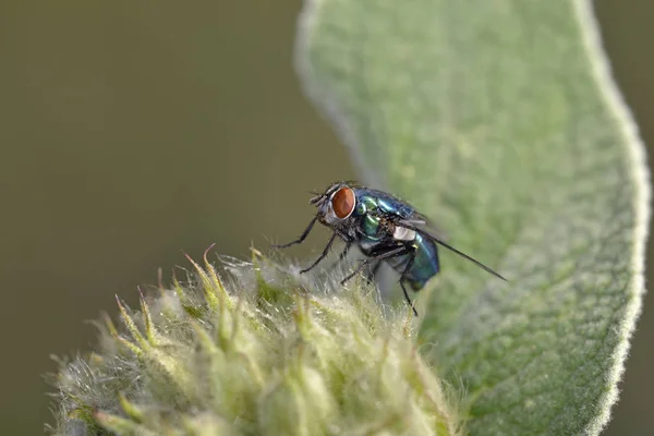 Lucilia Fly Kréta Řecko — Stock fotografie