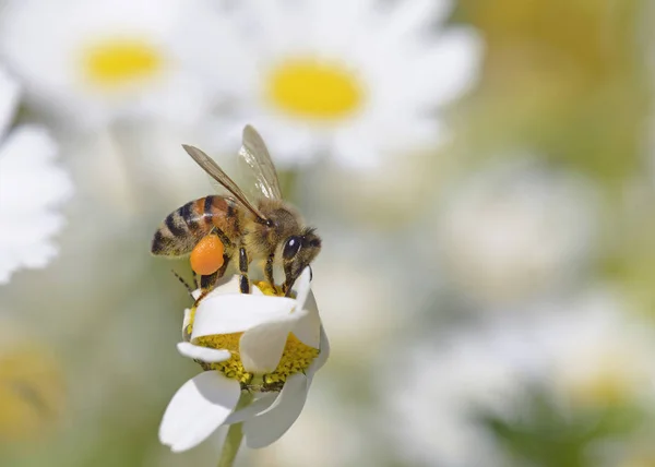 欧洲蜜蜂 阿皮斯梅利韦拉 — 图库照片