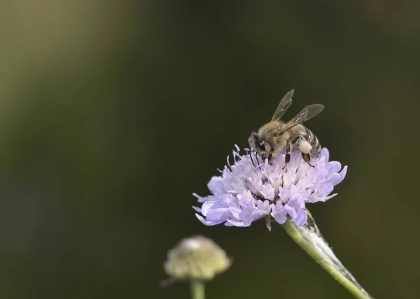 Abeille Européenne Apis Mellifera — Photo