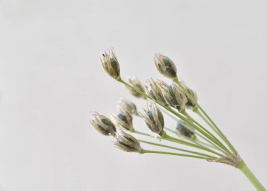 İnce yalancı sarımsak veya Soğan Lı (Nothoscordum gracile)