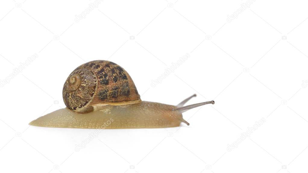 A studio shot of a Cornu aspersum, known by the common name garden snail, Greece