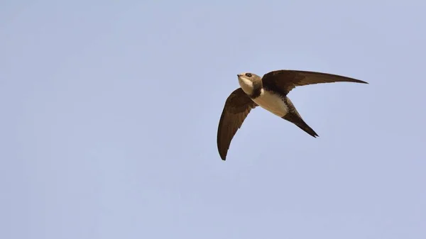 Alp Swift Apus Melba Yunanistan — Stok fotoğraf