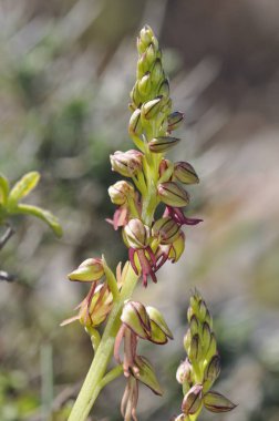 Orchis anthropophora, Man Orkide eski Aceras anthrophophorum, Girit 