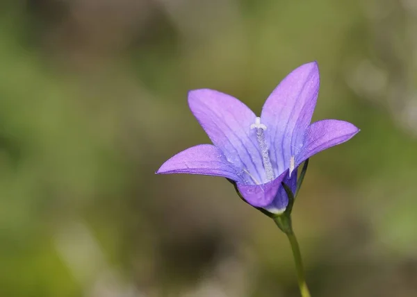 Campanula Spatulata Subsp Filicaulis Una Especie Endémica Creta — Foto de Stock