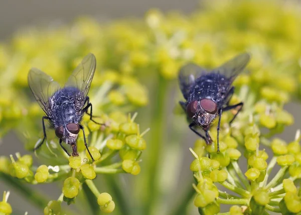 Calliphoridae Ferula Communis Çiçekler Üzerinde Nektar Besleme Uçar — Stok fotoğraf