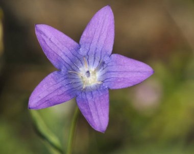 Campanula spatulata subsp. filicaulis, Girit endemik türler