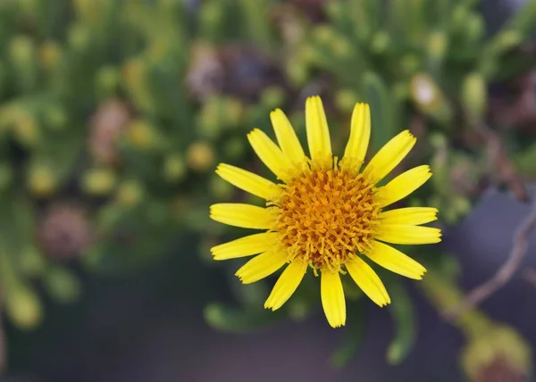 Samphire Dorato Inula Crithmoides Creta — Foto Stock