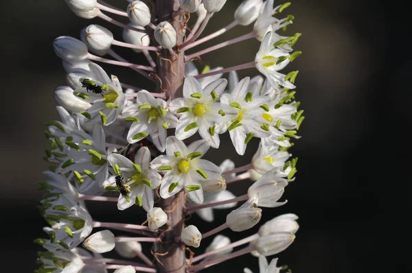 Squill, deniz squill, deniz soğan, ein oturmak veya ada sogani Urginea maritima, Crete