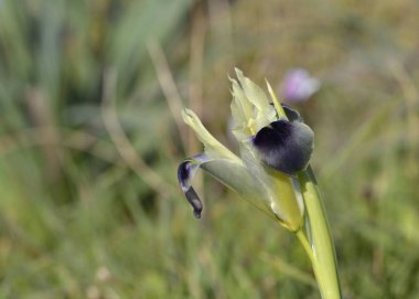 Snake 's Head Iris (Iris tuberosa veya Hermodactylus tuberosus), Girit