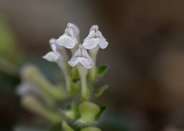 Scutellaria sieberi, Girit endemik