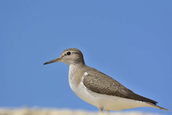 Sandpiper Comum Actitis Hypoleucos Creta Grécia — Fotografia de Stock