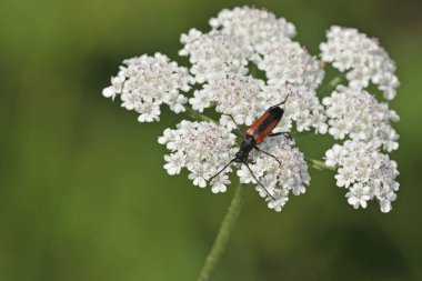 Stenurella melanura, Lepturinae familyasından Cerambycidae familyasına ait bir böcek kuşu türüdür.