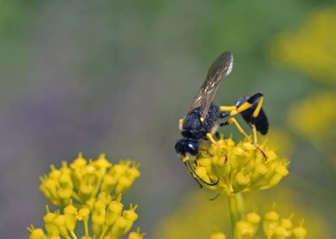 Wasp Sceliphron destillatorium, Yunanistan