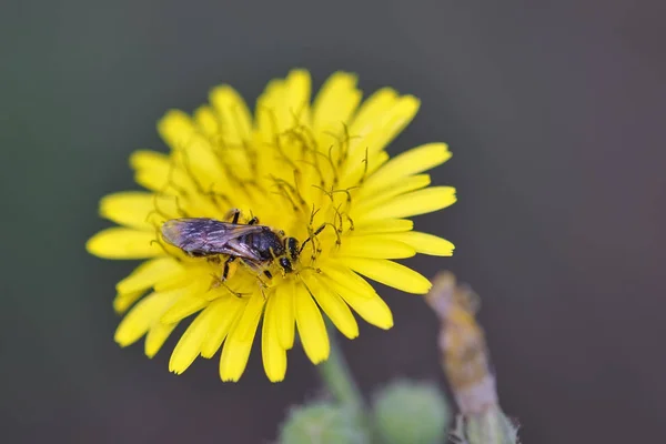 Druh Potní Včelky Lasioglossum Největší Rodu Včelovitých Řecko — Stock fotografie