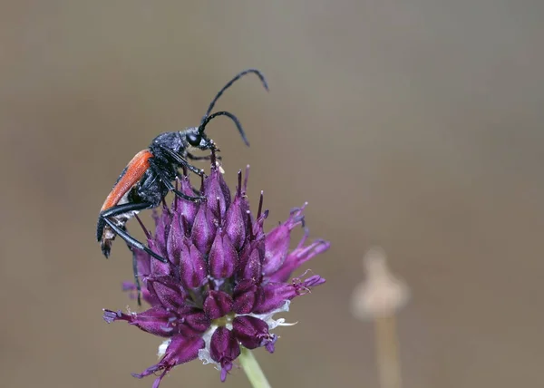 Stictoleptura Cordigera 是一种甲虫品种的花长角属于长角甲虫家族 亚家族 Lepturinae — 图库照片