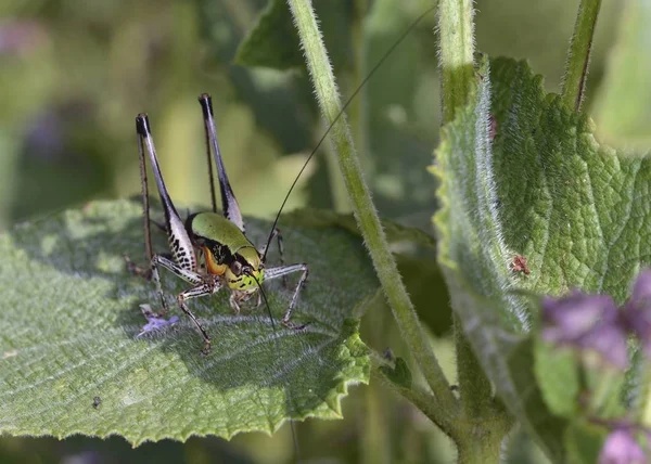 Eupholidoptera Een Geslacht Van Struik Krekels Behorend Tot Onderfamilie Tettigoniinae — Stockfoto