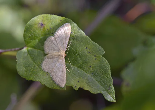 Idaea Dilutaria Chiamata Anche Onda Setosa Una Falena Della Famiglia — Foto Stock