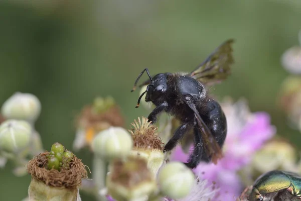 Фиолетовый Плотник Пчела Xylocopa Violacea Греция — стоковое фото