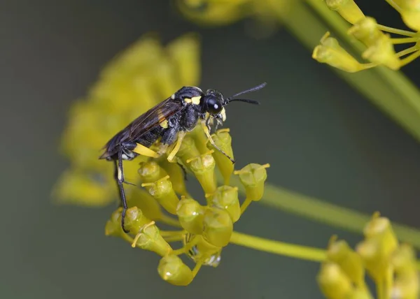 Macrophya Montana Moucha Řád Hymenoptera Čeleď Tenthredinidae Řecko — Stock fotografie