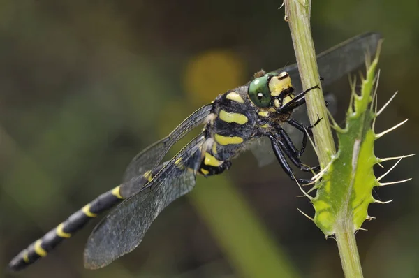 Cordulegaster Rodzaj Ważek Rodziny Dragonfly Cordulegastridae Grecja — Zdjęcie stockowe