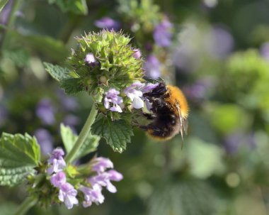Bombus pascuorum , Yunanistan'da bir arı türüdür.
