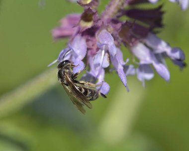 Halictini, Yunanistan'ın Halictinae familyasından bir ter arı kabilesidir.