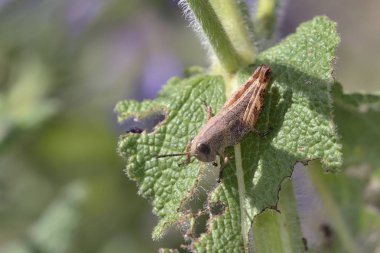 Balkan Kıskaç Çekirgesi (Paracaloptenus caloptenoides), Yunanistan