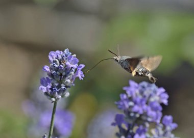 Sinekkuşu şahin güvesi (Macroglossum stellatarum), Yunanistan