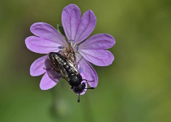 Cimbicidae Čeleď Pillů Řádu Hymenoptera Řecko — Stock fotografie