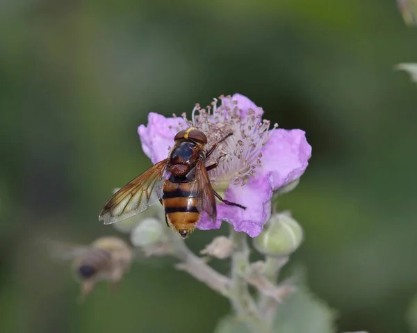 Volucella Zonaria Frelon Imite Hoverfly Grèce — Photo