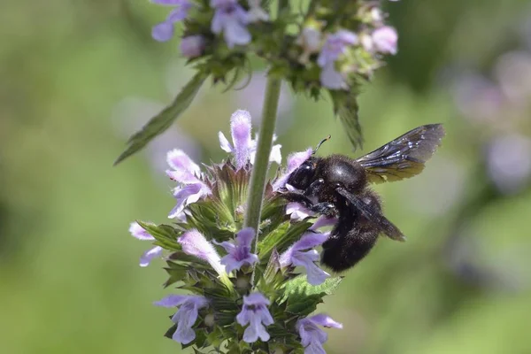 Violet Carpenter Bee (Xylocopa violacea), Greece