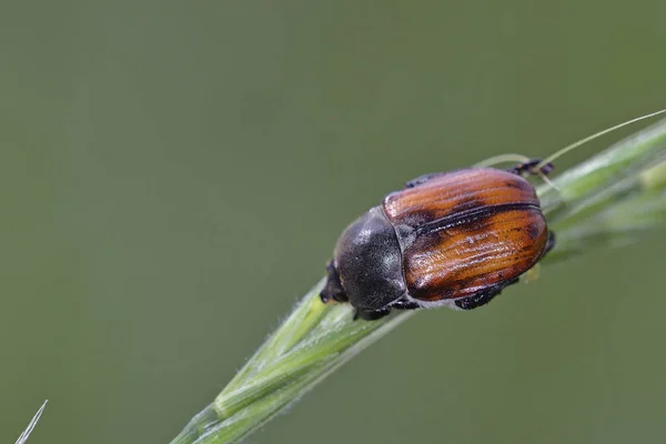 Афаоплия Род Сияющих Листьев Семействе Scarabaeidae Греция — стоковое фото